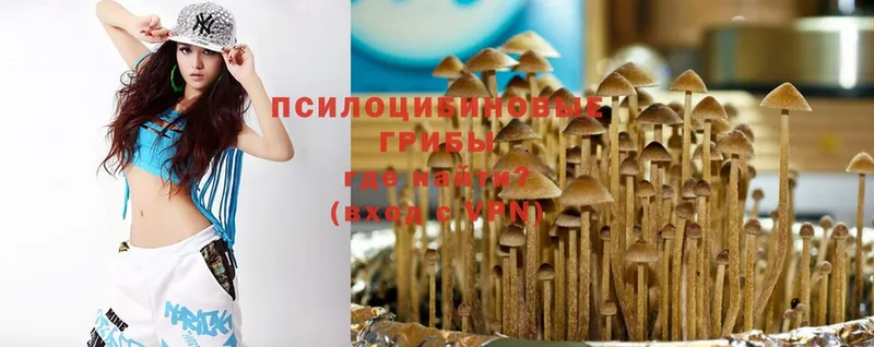 Псилоцибиновые грибы Psilocybe  купить   Николаевск-на-Амуре 